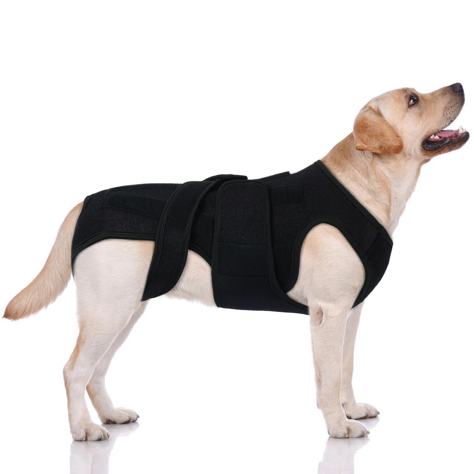 Attelle dorsale LeleTail avec rails de soutien pour chiens géants, stabilité améliorée