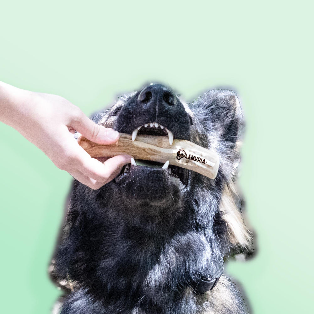 Lemuria os en bois cafe pour chiens grands et robustes.