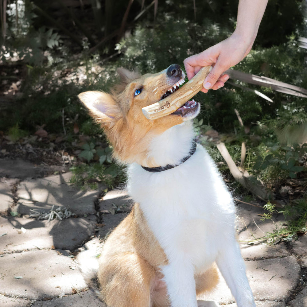 Lemuria produit non toxique bois dur: sécurité et durabilité pour chiens.