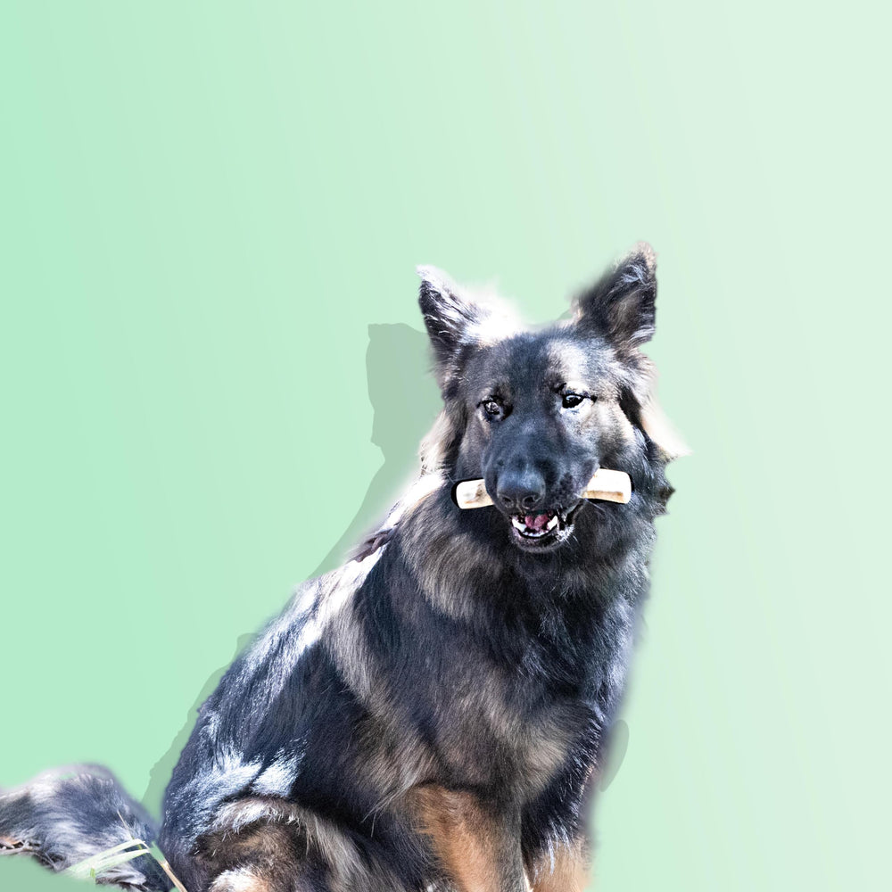 Lemuria set jouets bois cafe pour chien divertissant et durable.
