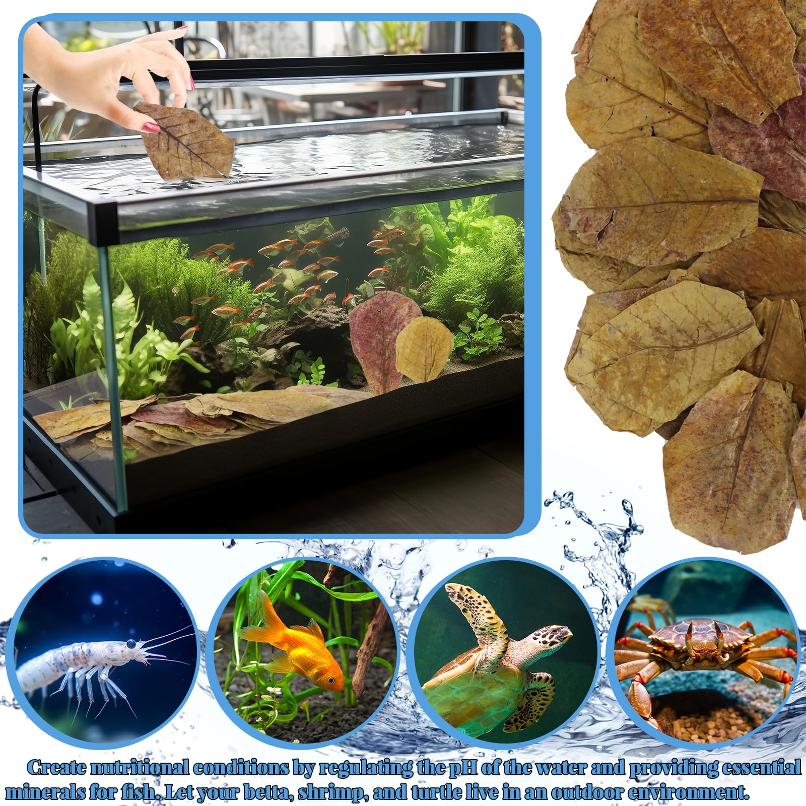 Feuilles Catappa LeonBach pour aquariums et crevettes, effets naturels.