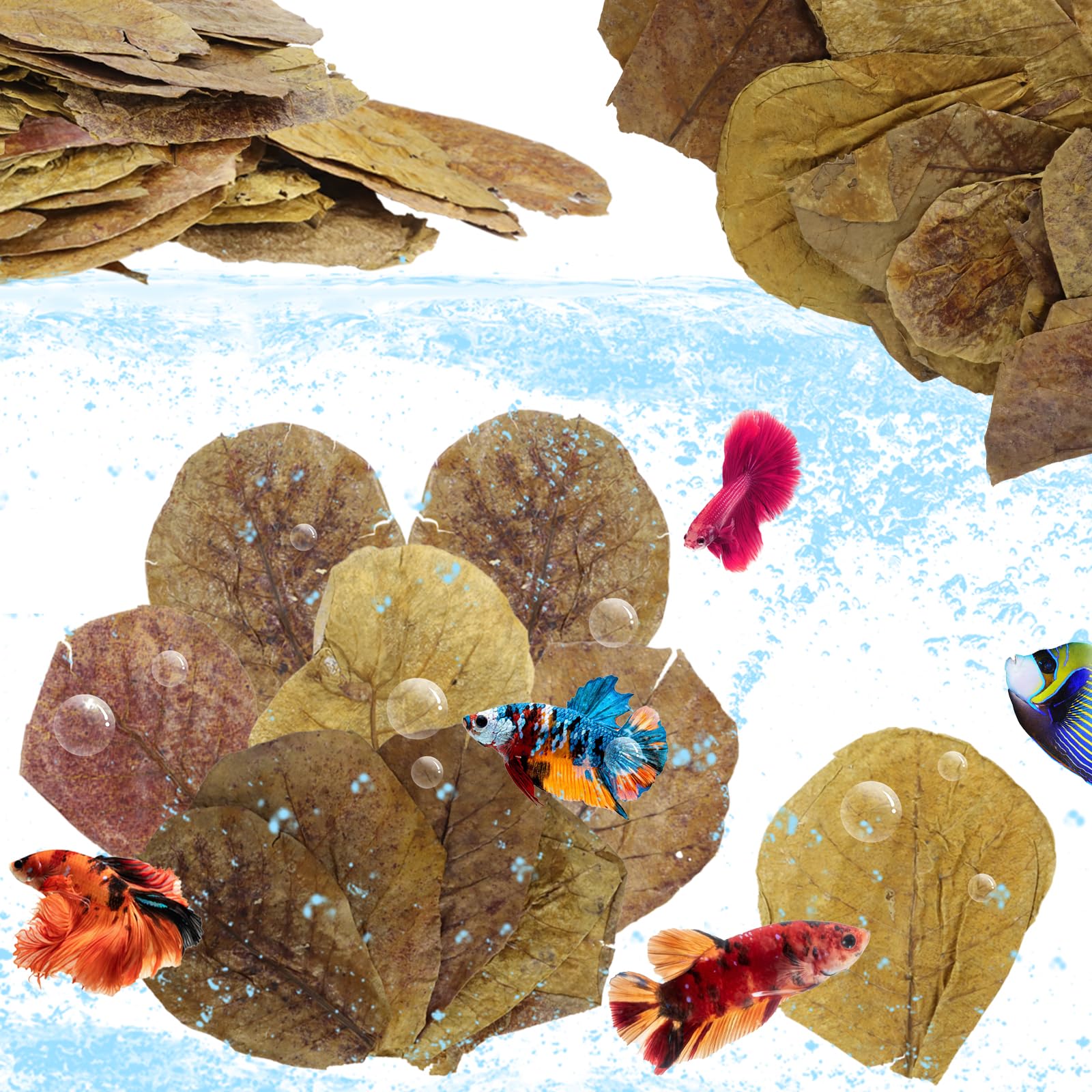 Feuilles Catappa LeonBach pour poisson, environnement naturel apaisant.