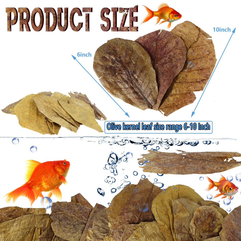 Feuilles Catappa LeonBach pour aquarium, amélioration de l'ambiance et du bien-être.