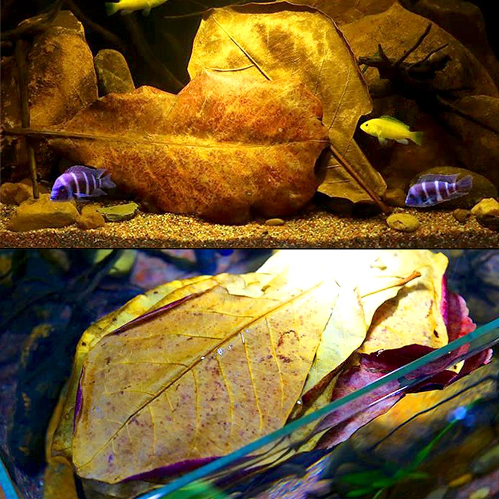 LeonBach Catappa amélioration potentielle de l’eau et des paramètres naturels.
