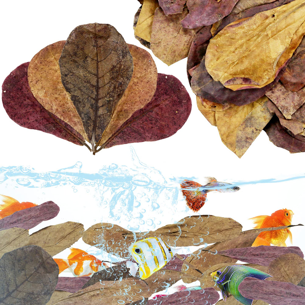 LeonBach feuilles Catappa grosses, décor naturel pour aquarium.