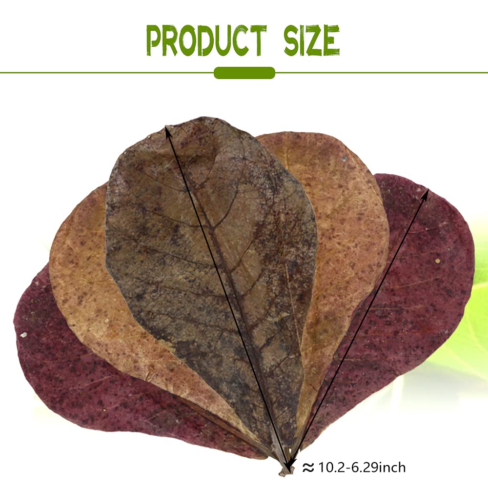 LeonBach feuilles Catappa indiennes, paquet 250 g pour simulation aquatique.