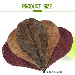 LeonBach feuilles Catappa indiennes, paquet 250 g pour simulation aquatique.