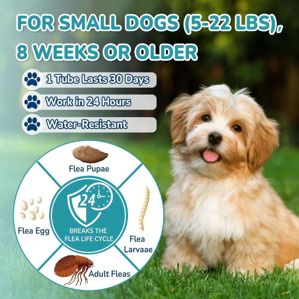 Lerqua protection topique pour chien petit en action.
