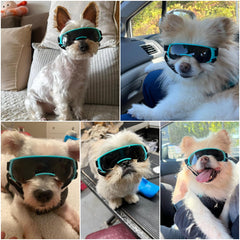 Lesypet lunettes chien bleu protection UV lors des trajets en voiture.
