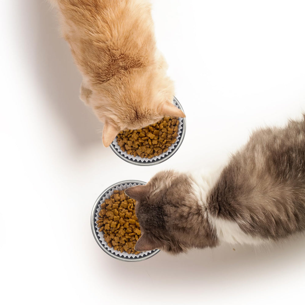 letesult station-alimentation-chat: organisation des repas et moins de dégâts