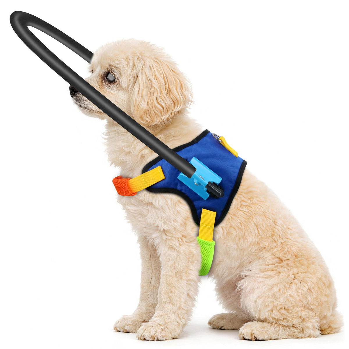LetPetRun halo-chien-aveugle-protecteur-360 améliore la sécurité autour de la tête lors des déplacements.