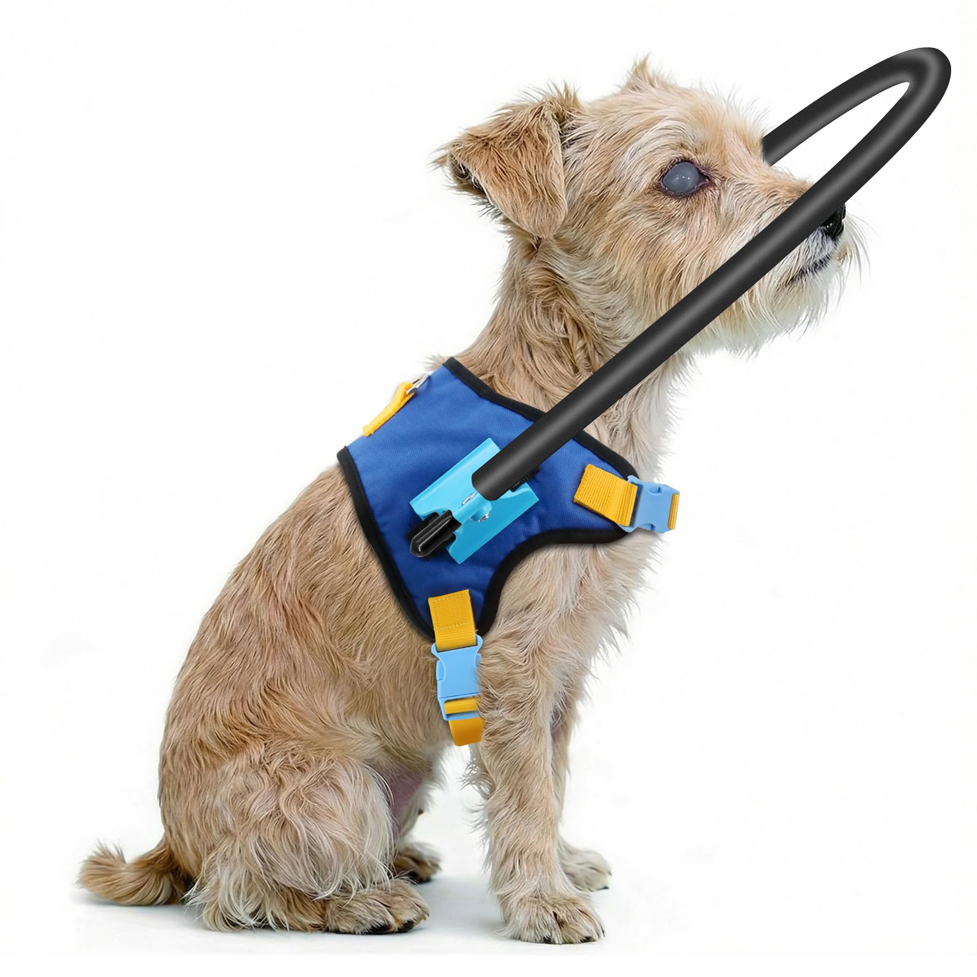 LetPetRun halo-protecteur-chien-aveugle-xs, port confortable et sécurité quotidienne.