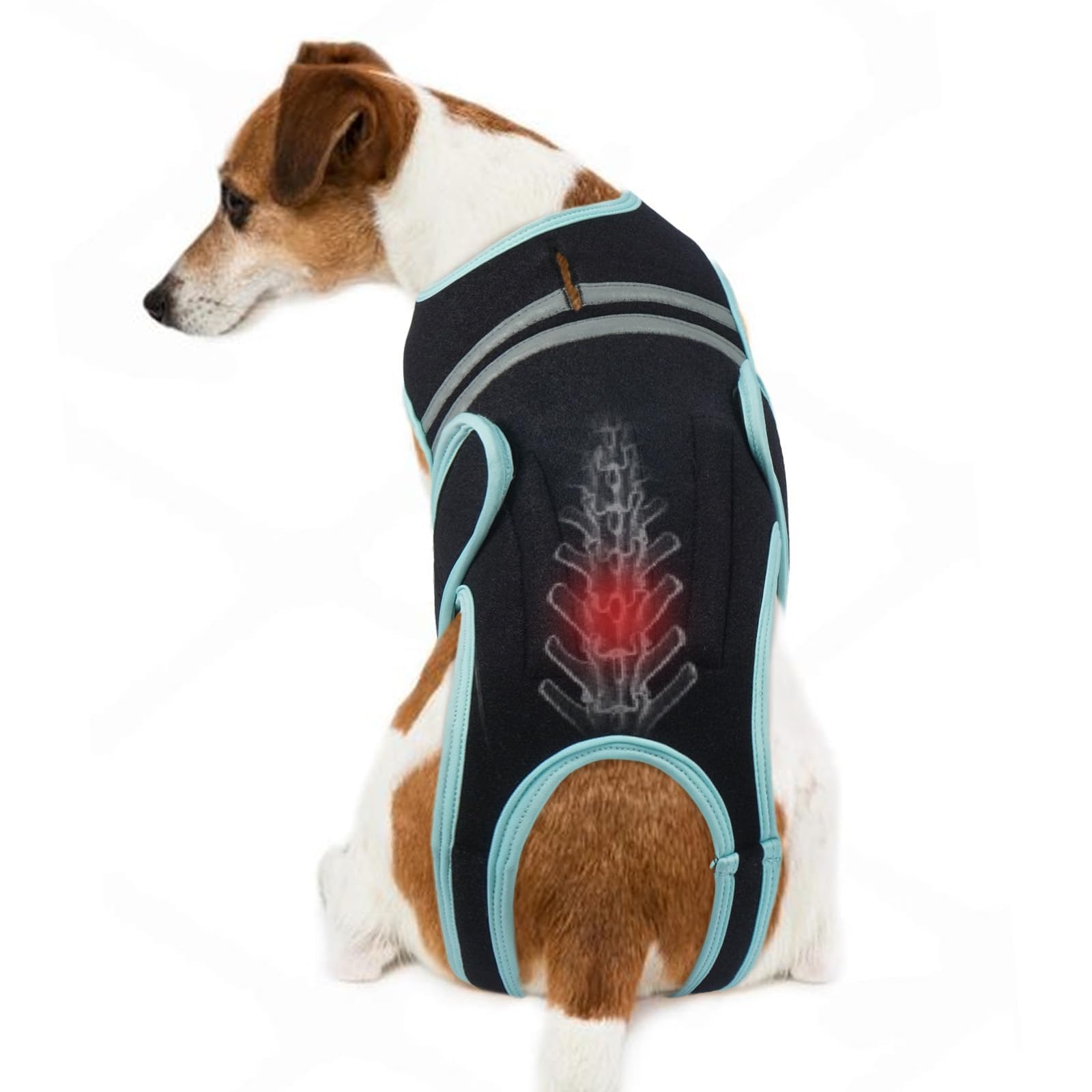 Harnais LETSQK orthèse dos chien, modèle sur chien, soutien dorsal stable.