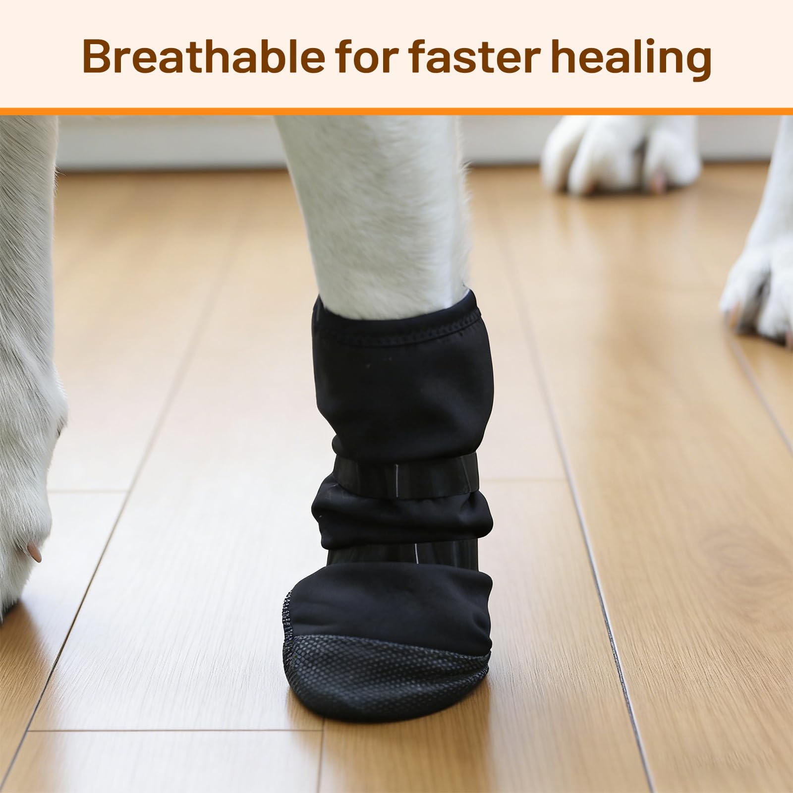 LETSQK guide-tailles-patte-chien: aide à choisir la taille idéale pour votre chien.