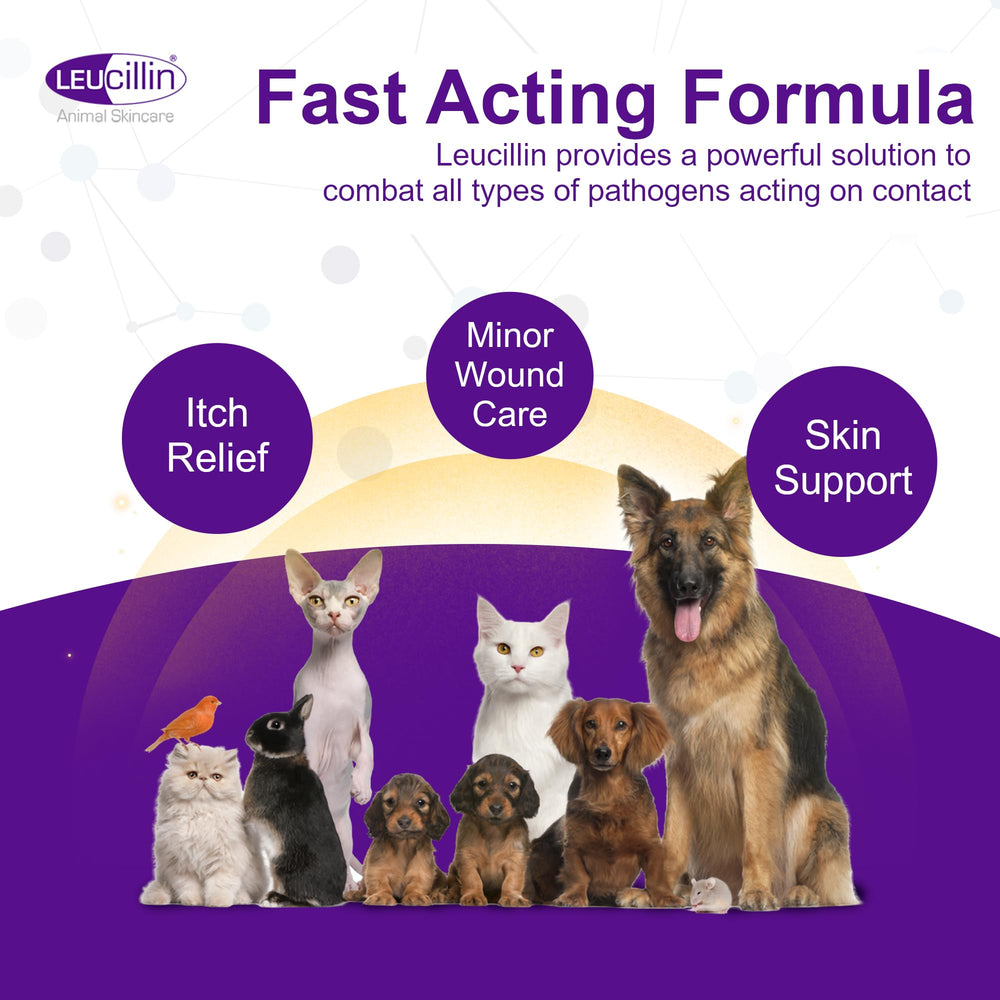 Gouttes Leucillin en pipette appliquées sur une plaie canine.
