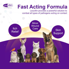 Gouttes Leucillin en pipette appliquées sur une plaie canine.