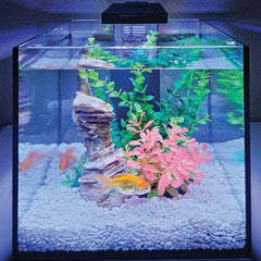 Level One Pets mini-betta aquarium 3 gallons ensemble prêt à l'emploi