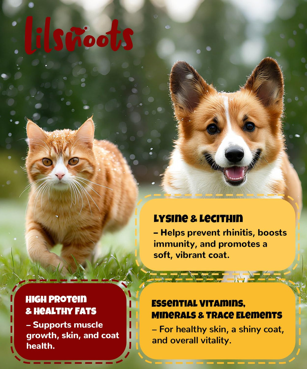 LILSNOOTS usage quotidien – récompense pratique pour l'entraînement.