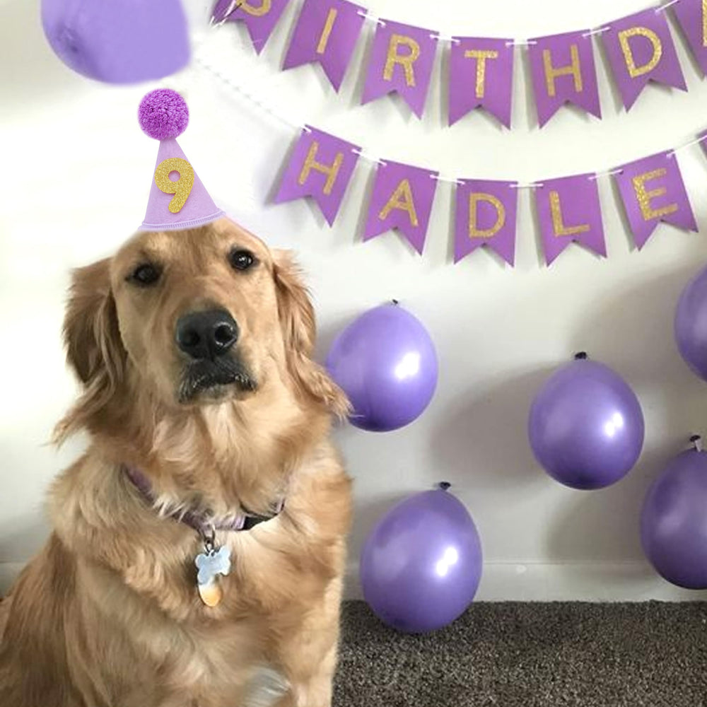 Chapeau Lingana conique pour chiens et chats, prêt pour les photos souvenirs.