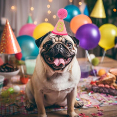 Chapeau Lingana accessoire photo pour animaux en fête.
