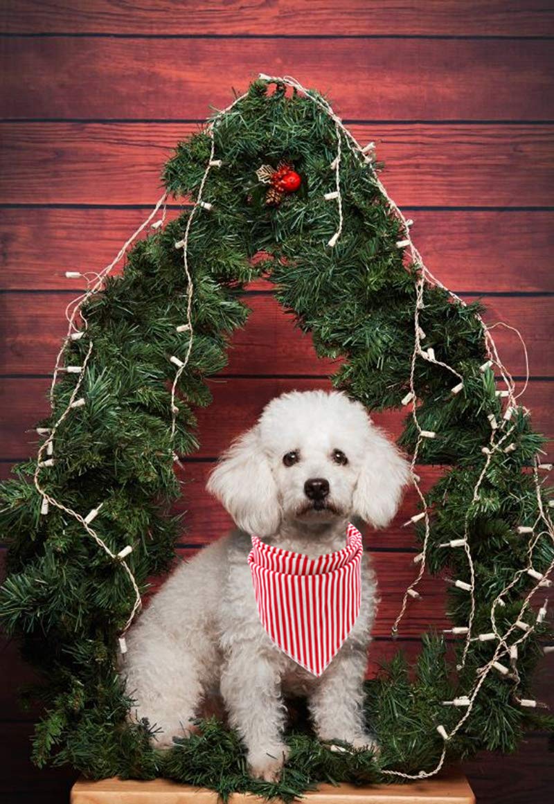 Chien portant bandana Lionet Paws, idéal pour photos et promenades.