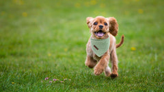 Bandana coton doux Lionet Paws, toucher agréable.