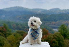 Bandana Lionet Paws coton doux, agréable au toucher et résistant.