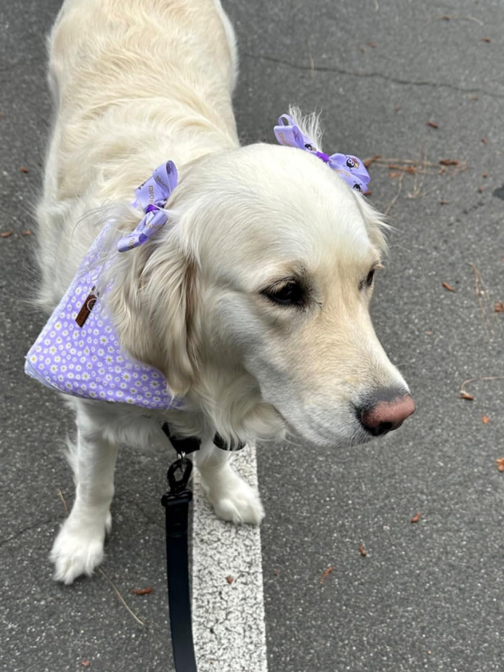 Lionet Paws bandana-daisy-mode-chiens: accessoire de mode pour événements canins.