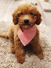 Bandana coton doux Lionet Paws triangle pour chien, toucher agréable au quotidien.
