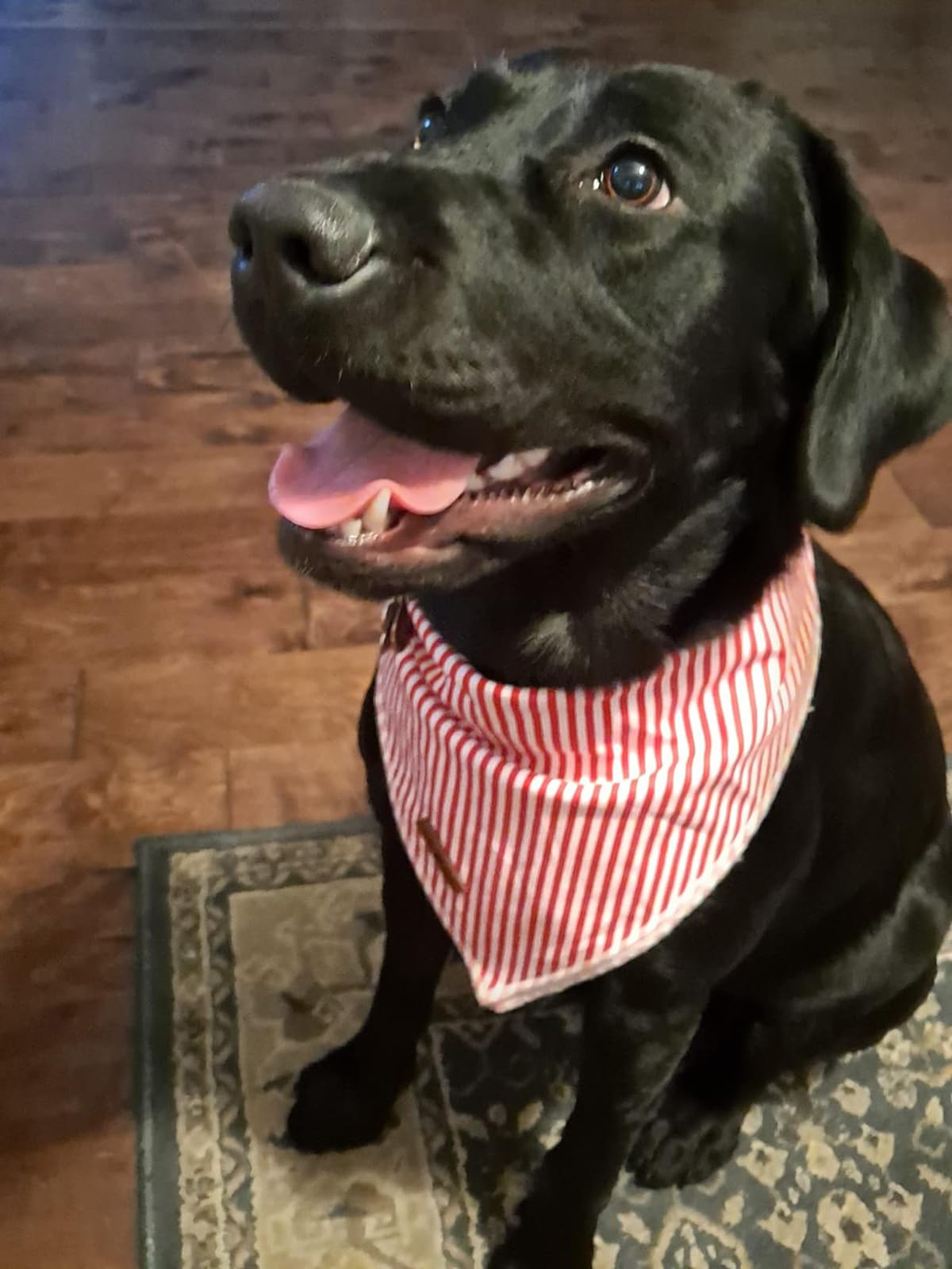 Utilisation quotidienne Lionet Paws bandana triangle, accessoire mignon et pratique.