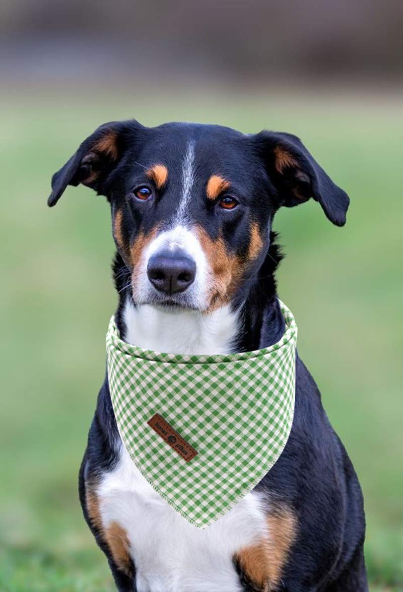 Bandana Lionet Paws idéal pour photos et événements.