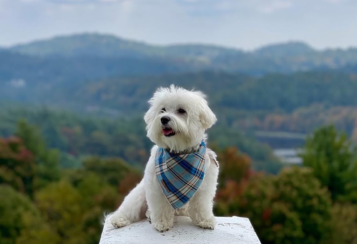 Foulard Lionet Paws coton doux bleu plaid, toucher agréable sur le pelage.