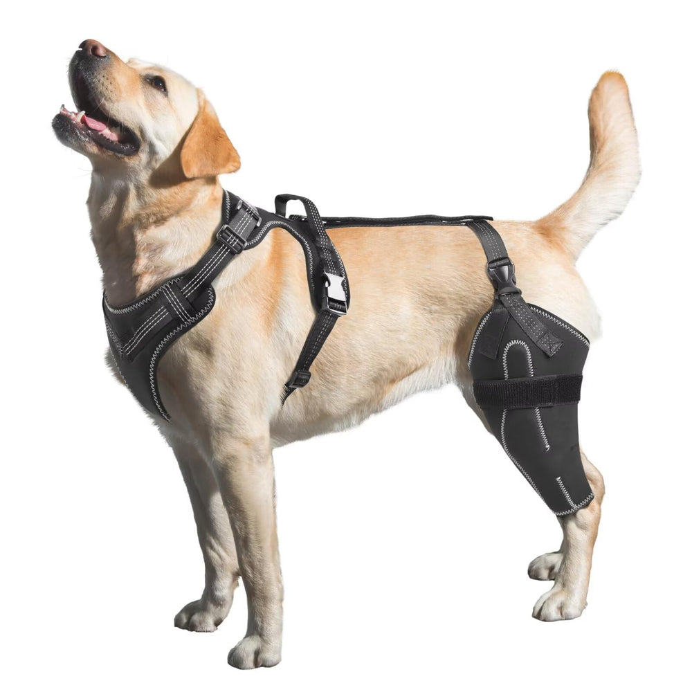 Attelle LISPOO pour chien, genou LCA gauche XL, soutien pour la mobilité.