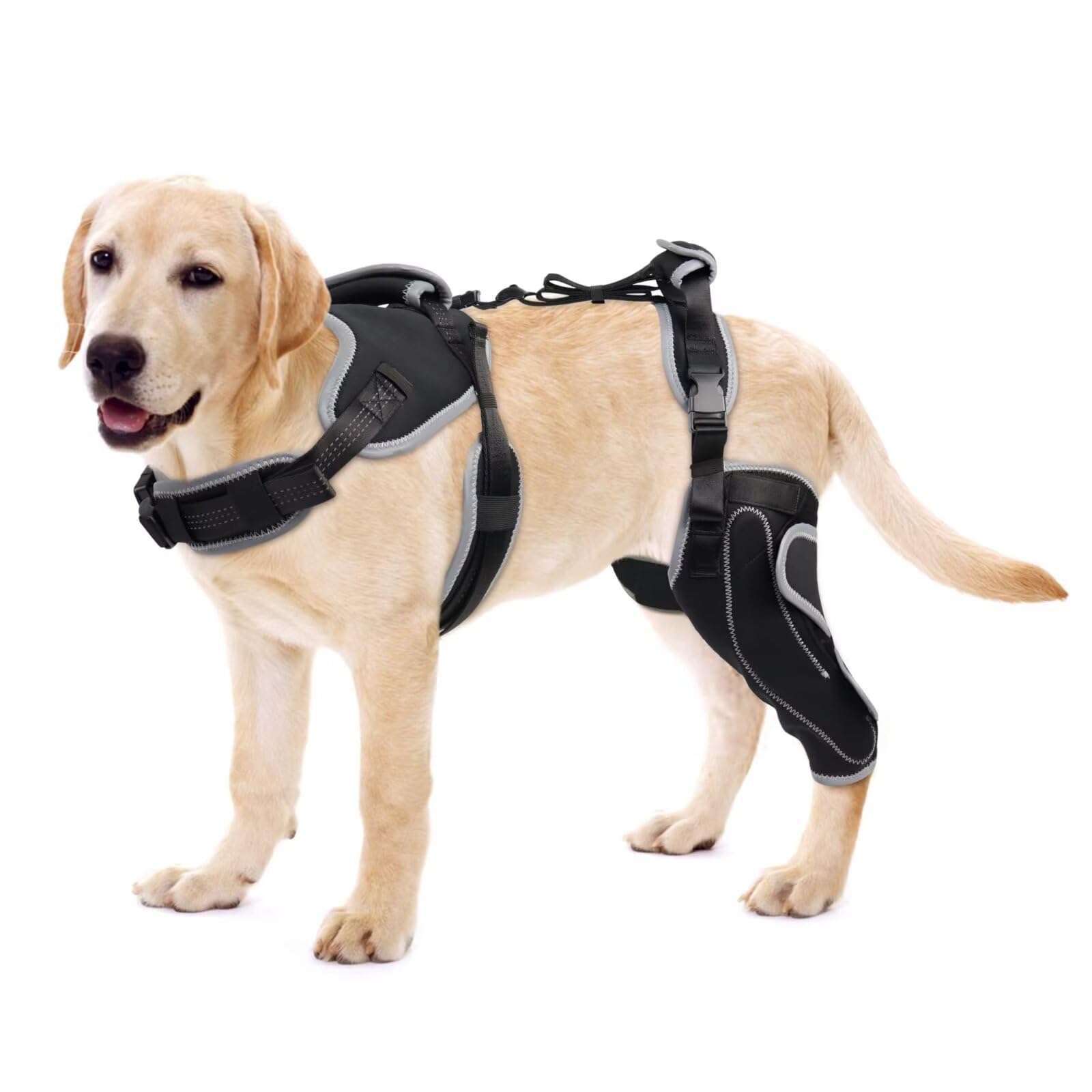 LISPOO Attelle Genou Chien – genou arrière gauche, soutien stable.