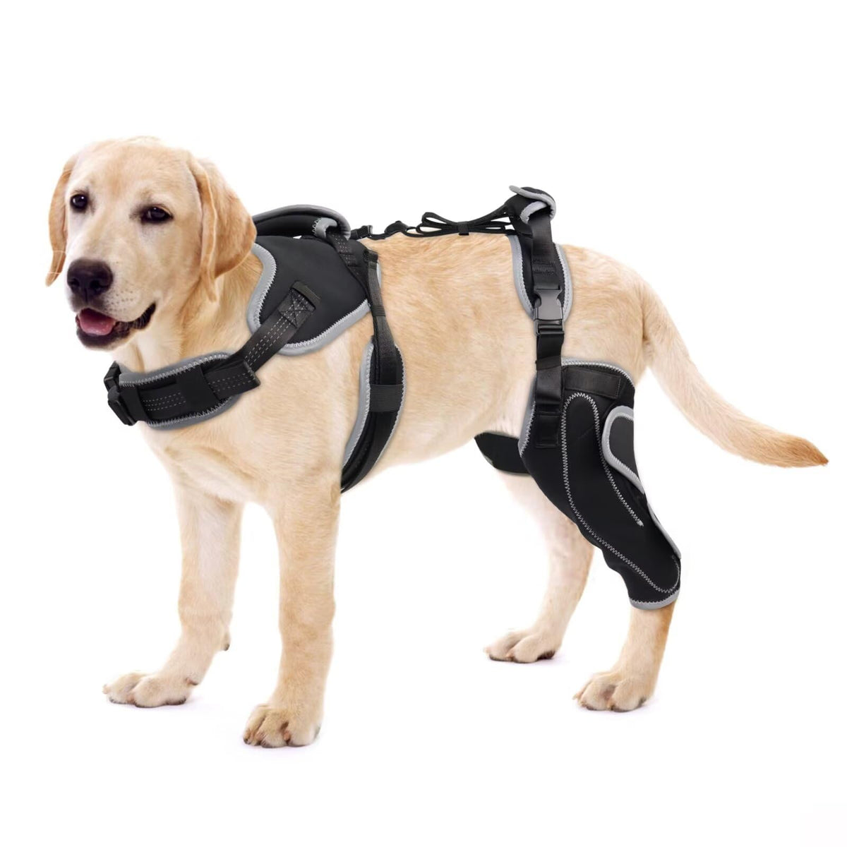 LISPOO Attelle Genou Chien – genou arrière gauche, soutien stable.