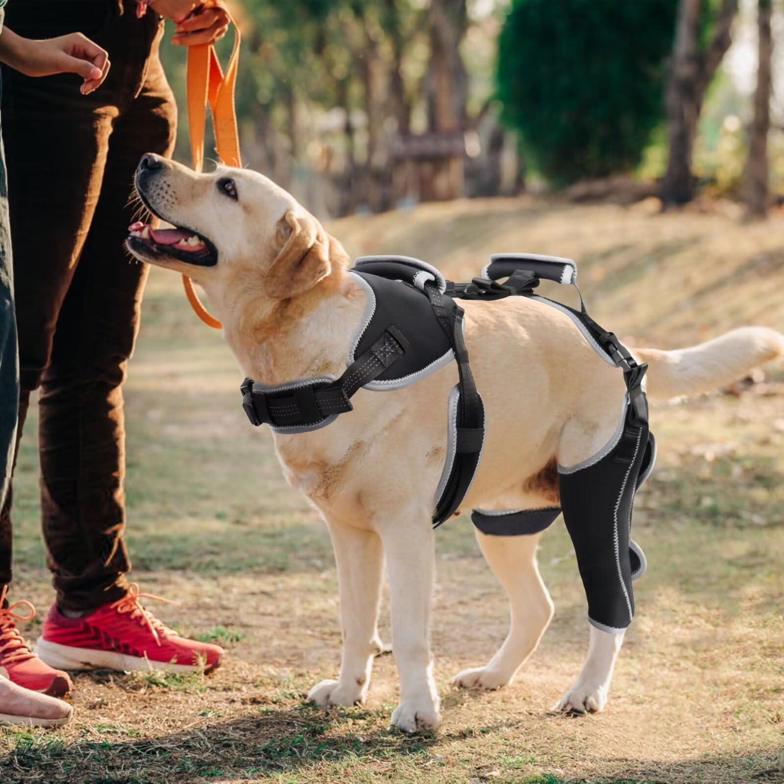 LISPOO Attelle Genou Chien – facile à enfiler et à repositionner.