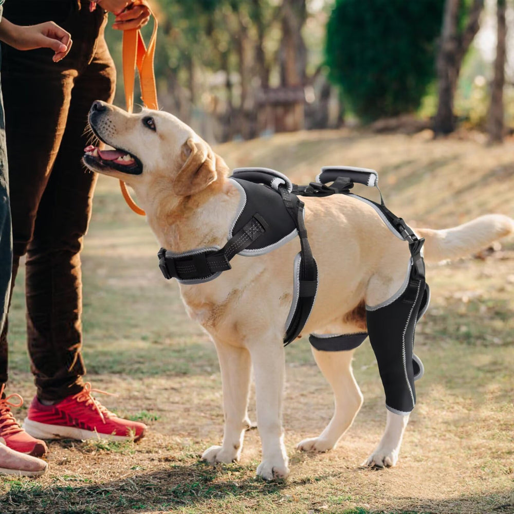 LISPOO Attelle Genou Chien – facile à enfiler et à repositionner.