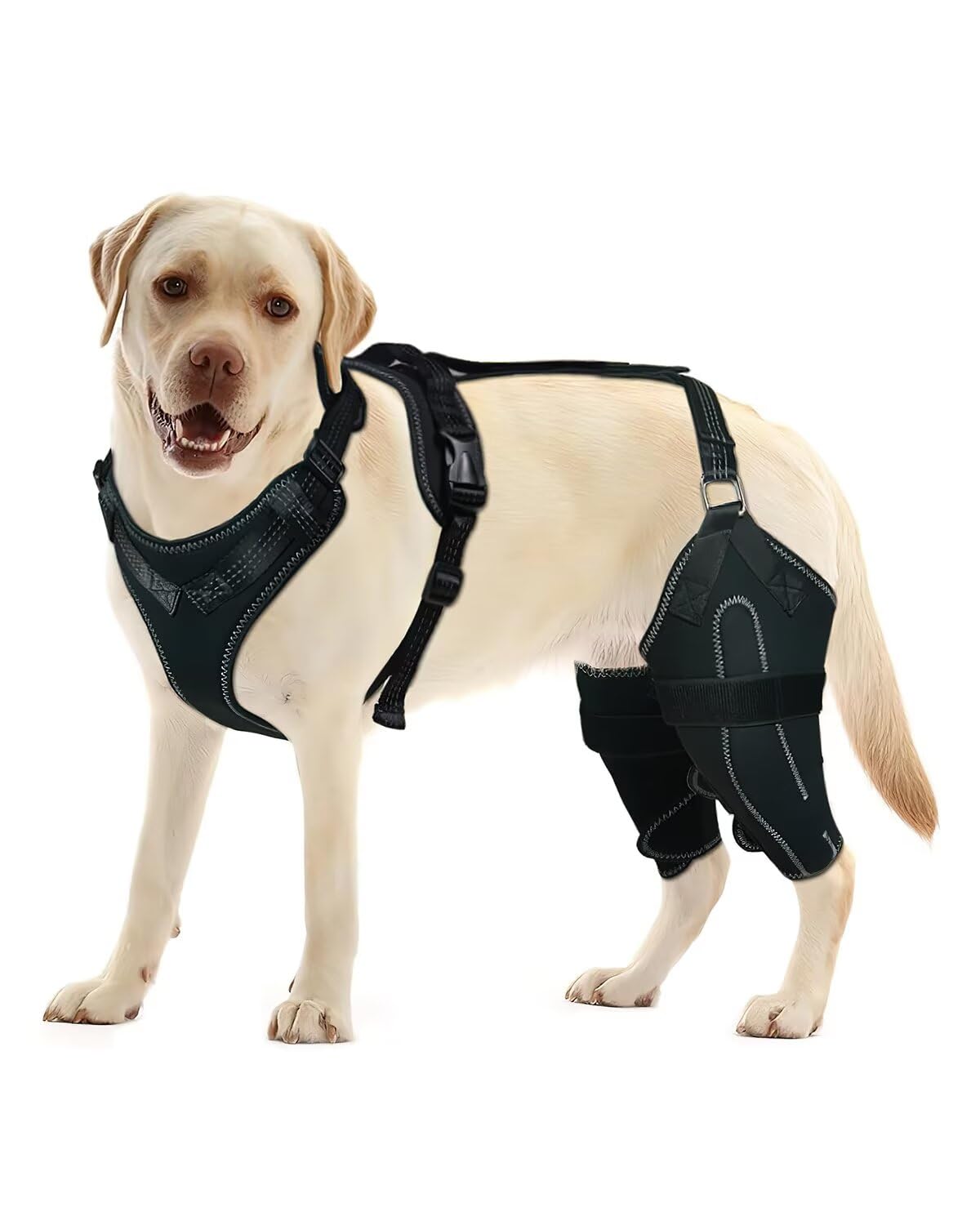 LISPOO genou-chien, main courante, soutien stable pour mobilité