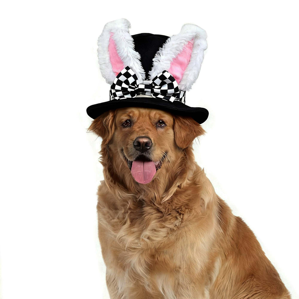 Littledropet chapeau lapin pour chien, élégant et adorable pour les séances photo.