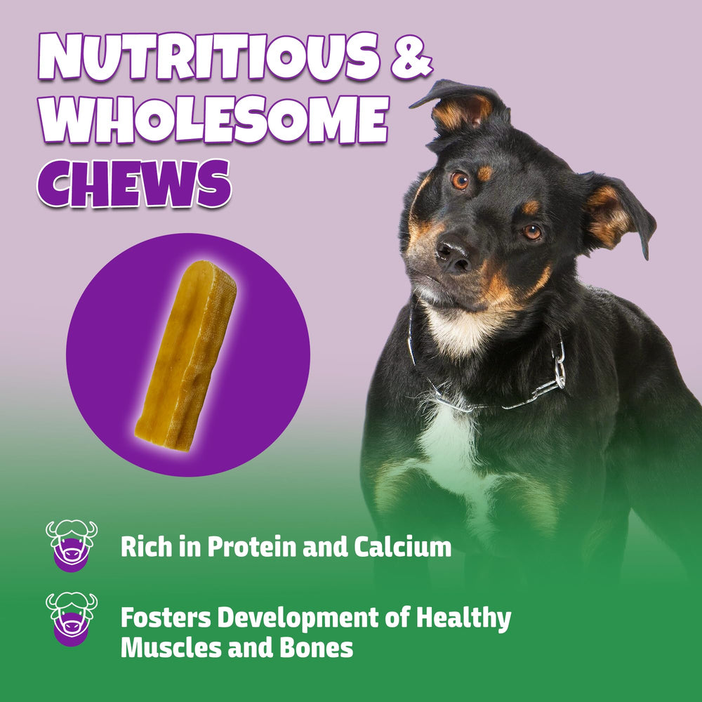Lively Tails Himalayan Chew – chien grand utilisant une mastication soutenue