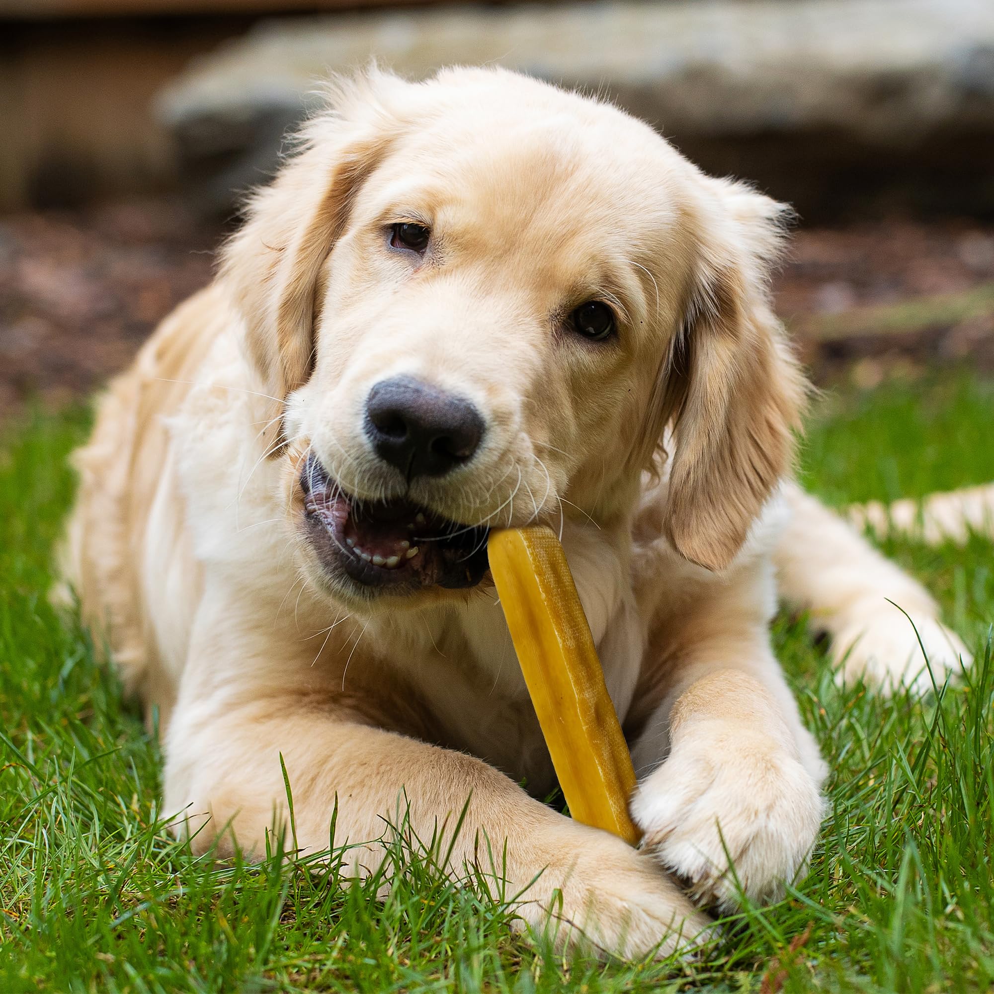 Tradition artisanale himalayenne pour chiens actifs