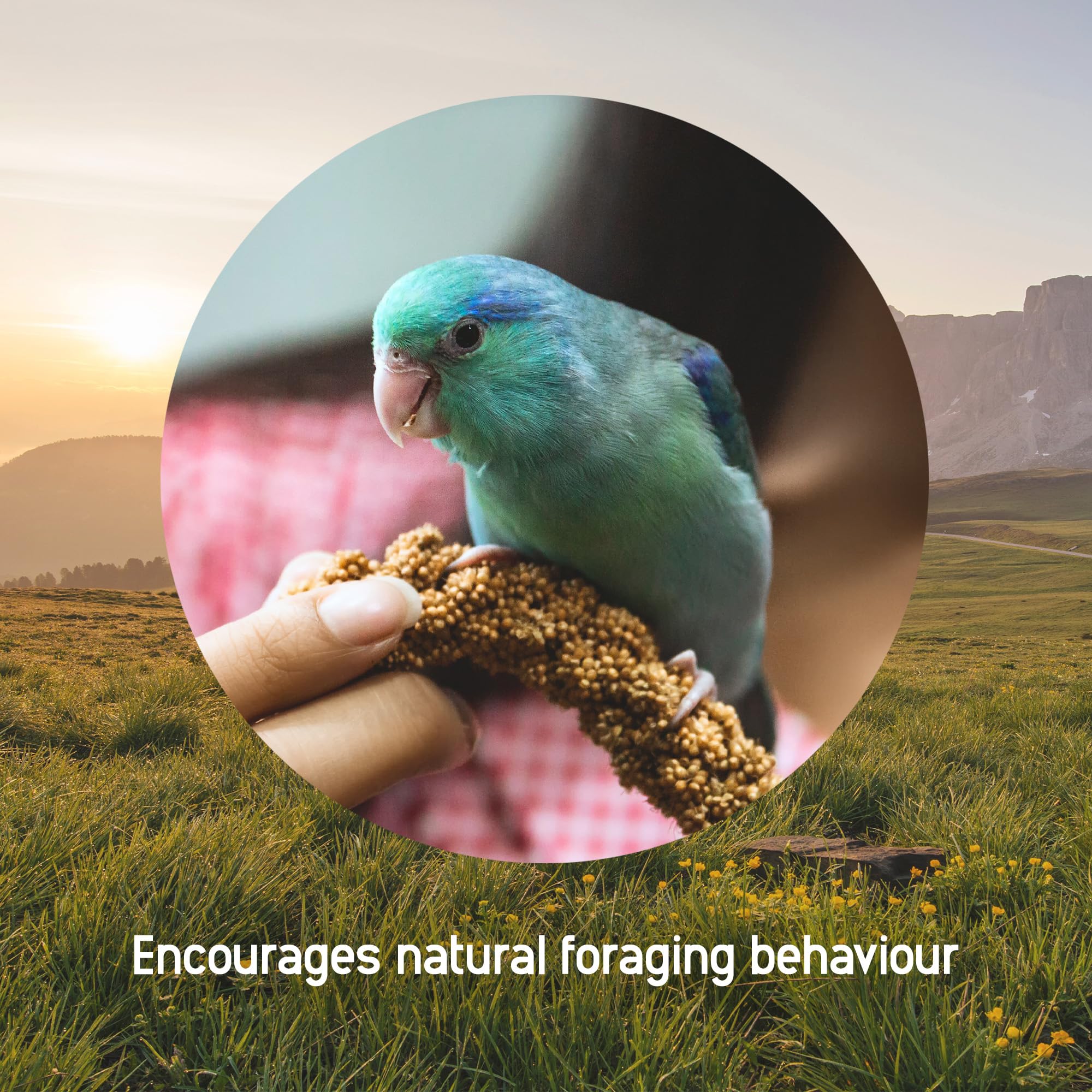 Living World Millet Spray – idéal pour la croissance des jeunes oiseaux.