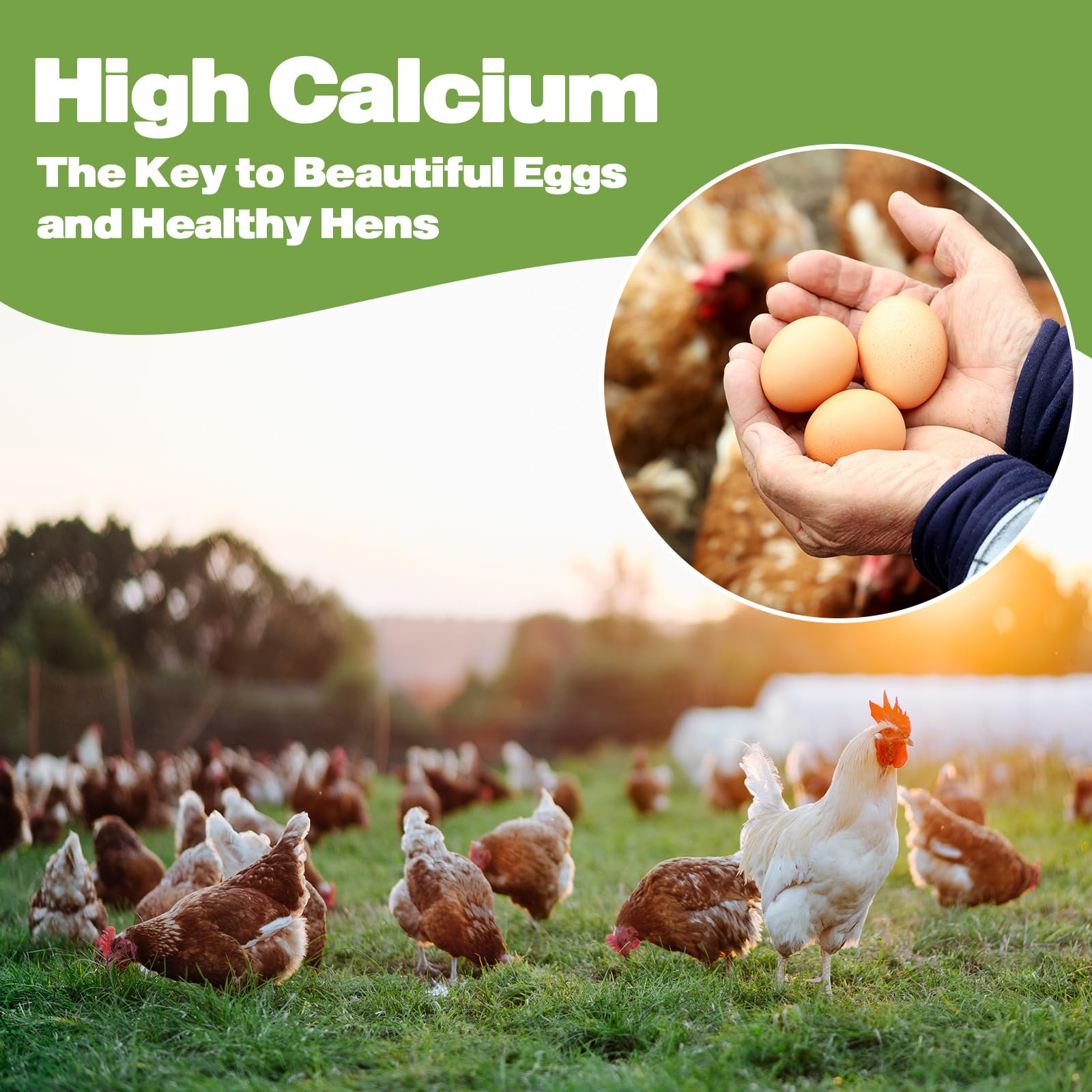 LIWII alimentation non-ogm pour poules, alternative naturelle et sans additifs.