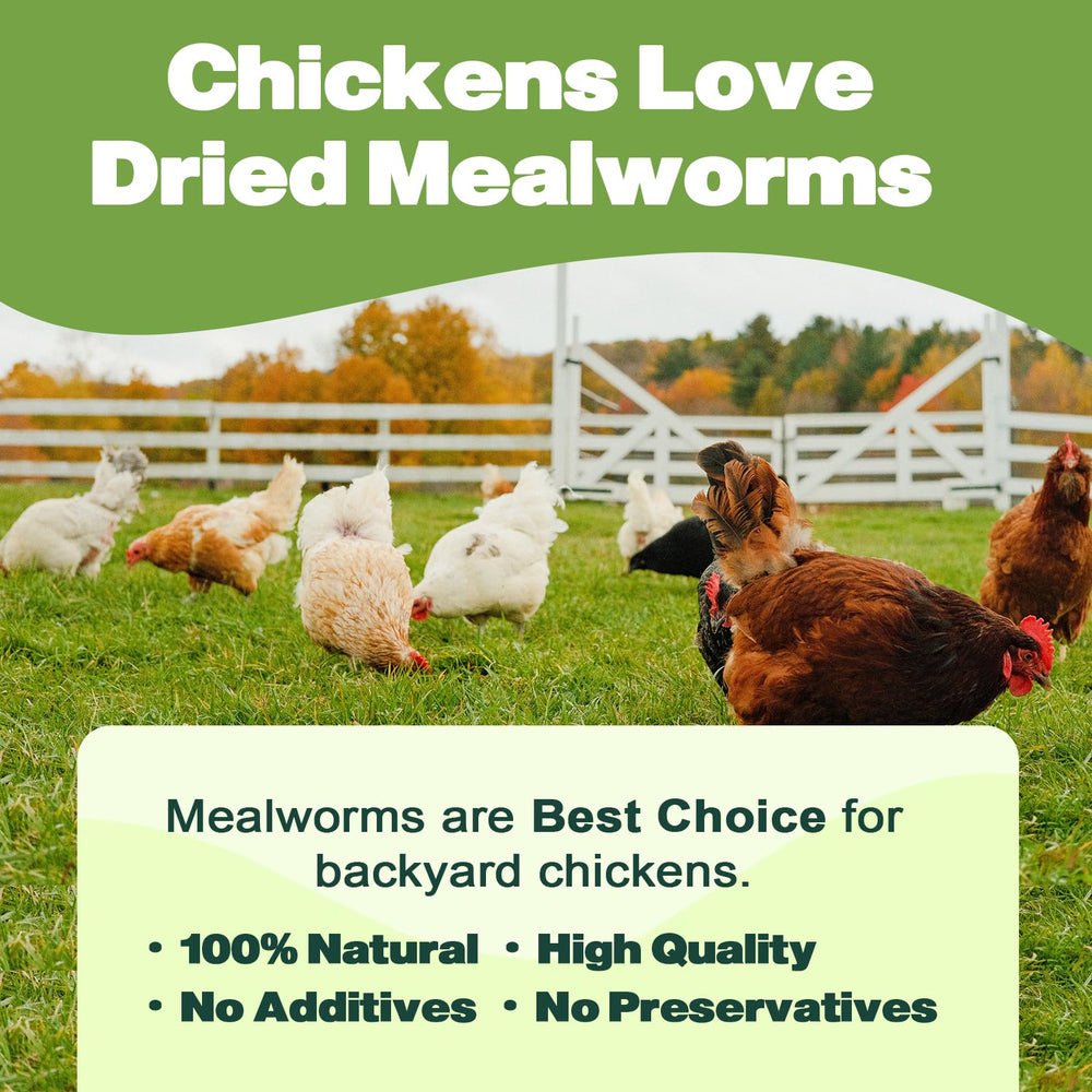 LIWII Dried Mealworms, sachet refermable, conservation et fraîcheur faciles.
