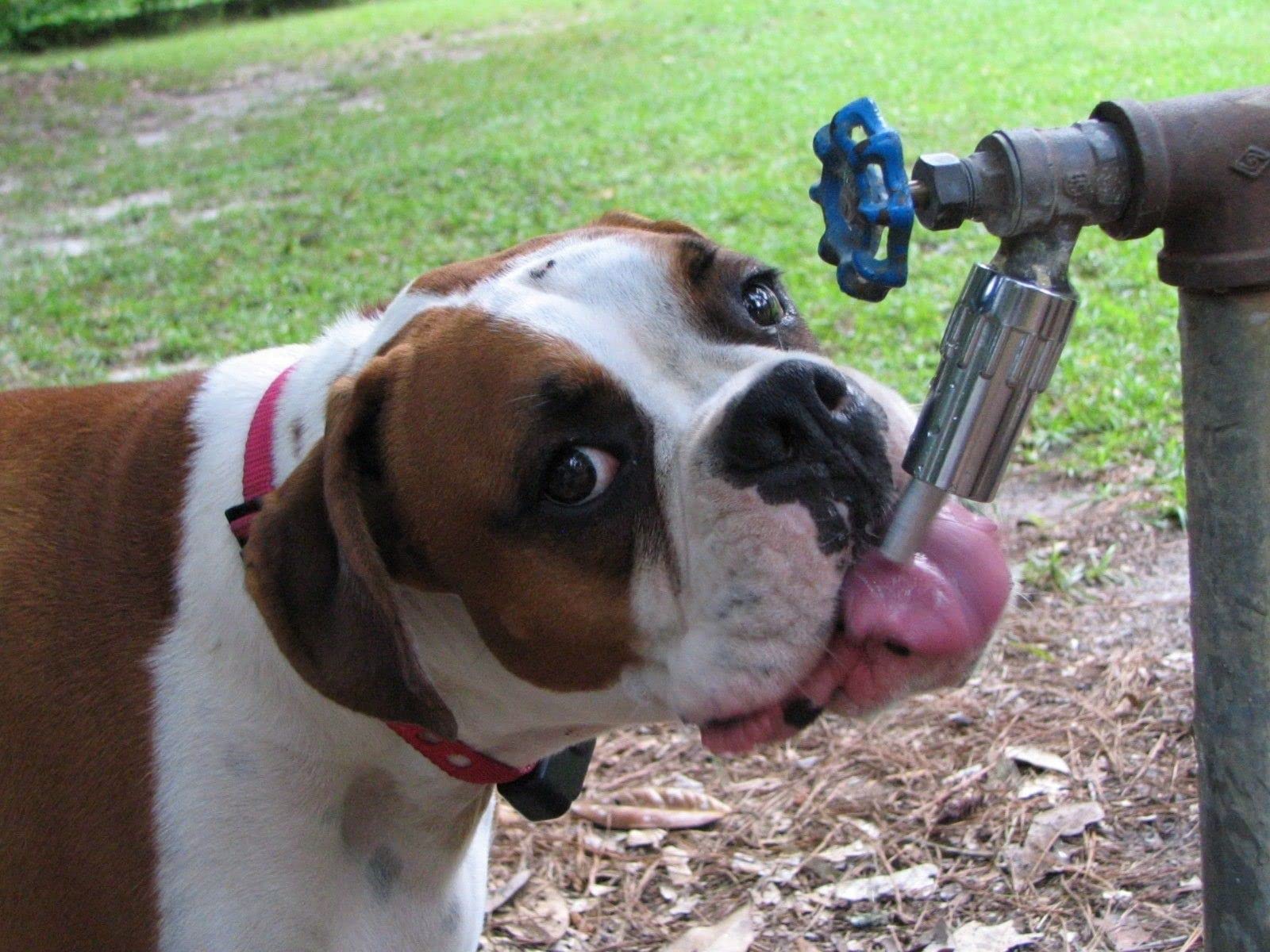 Parfait pour chiens et animaux moyens à grands en extérieur.