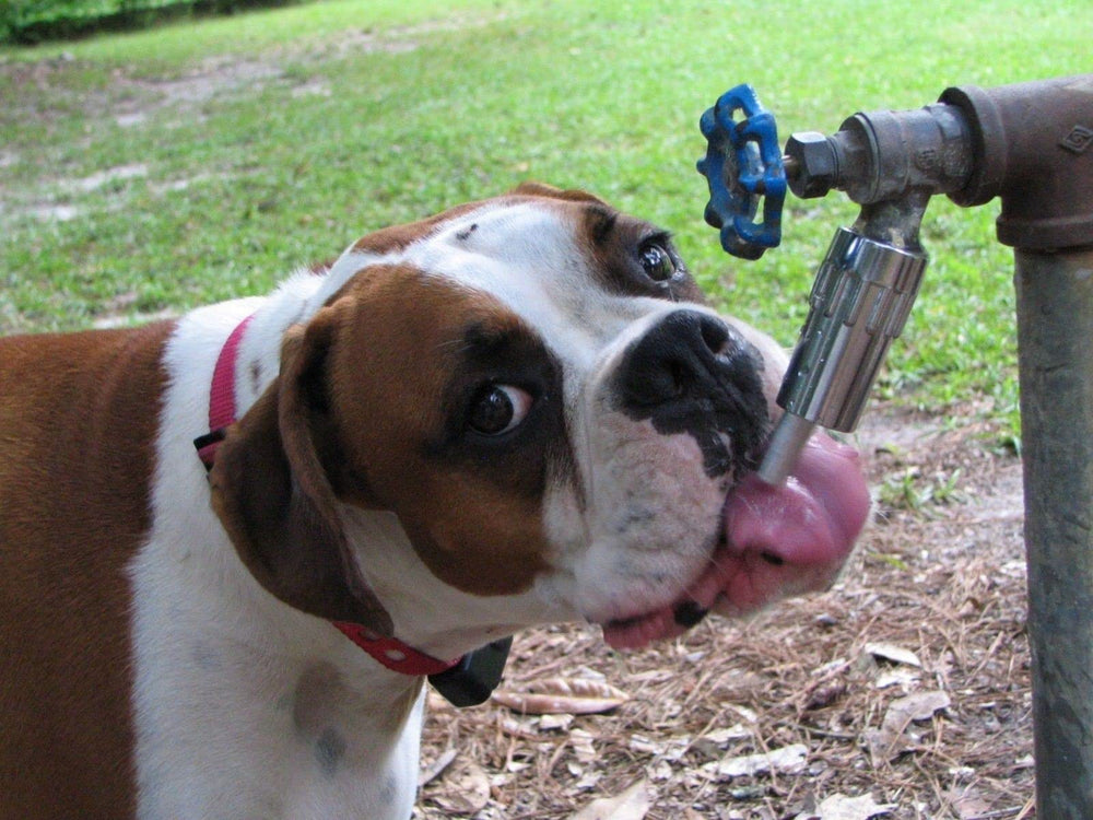 Parfait pour chiens et animaux moyens à grands en extérieur.