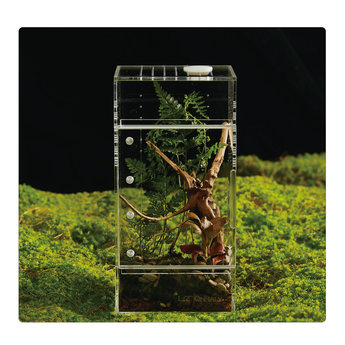 Terrarium acrylique LIZ QNNALY préassemblé, horizontal prêt à l'emploi.