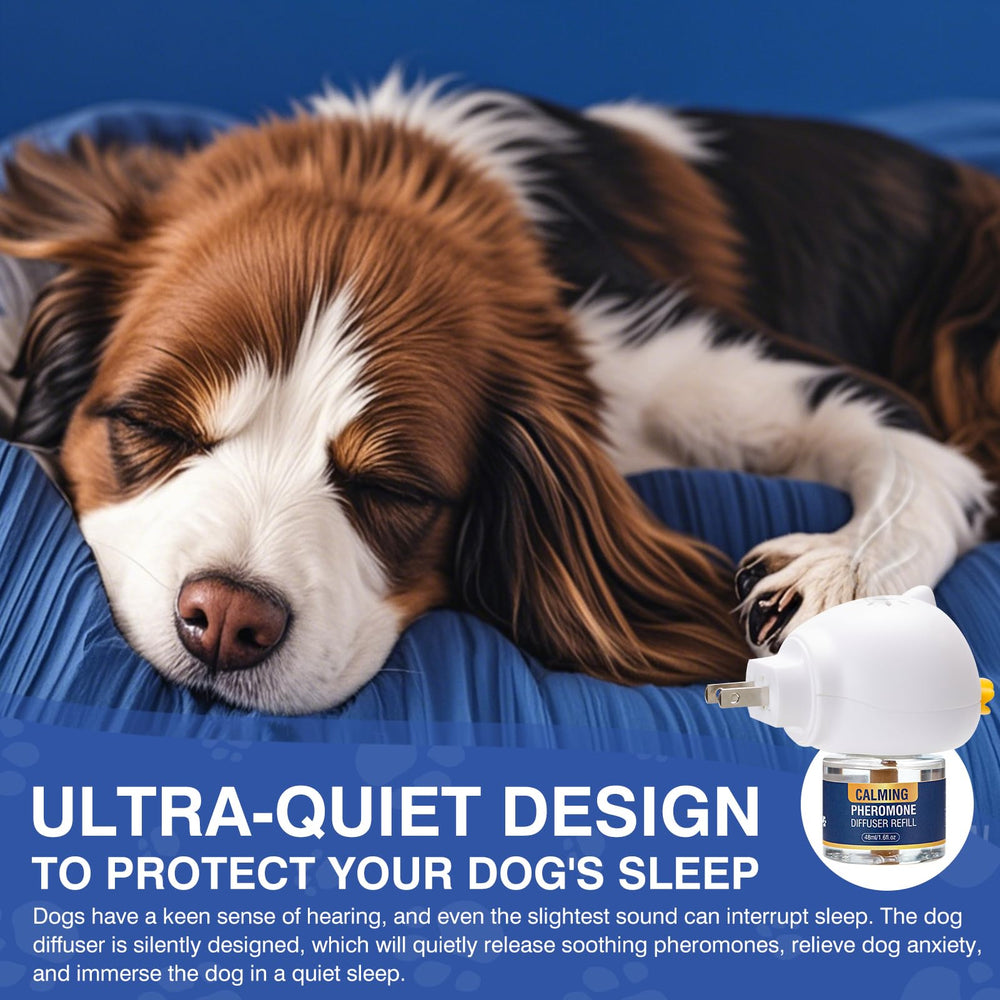 Diffusion nocturne: LKBHGF aide le chien à dormir paisiblement.