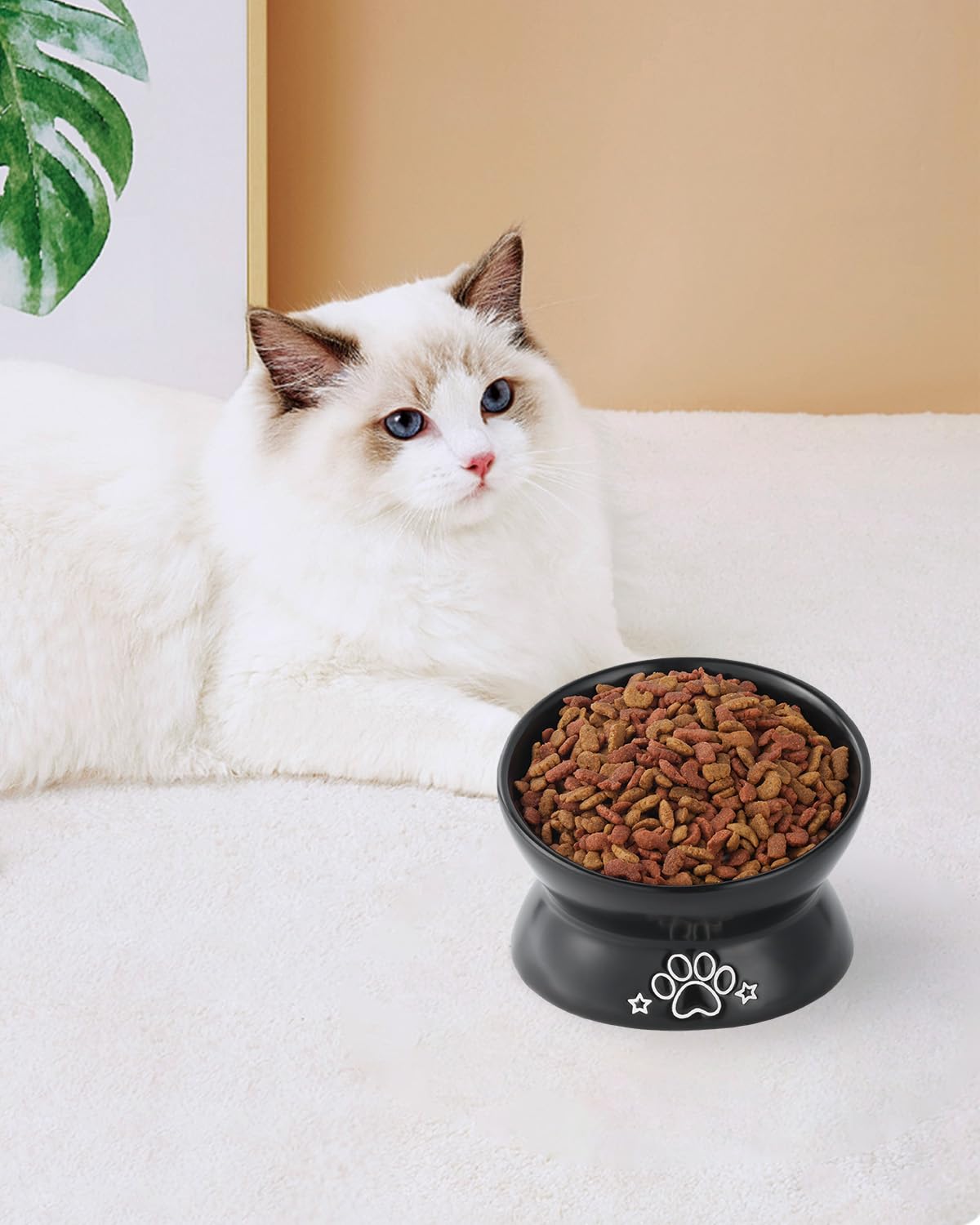 Gamme LoeJan adaptée pour petits chats et chiots.
