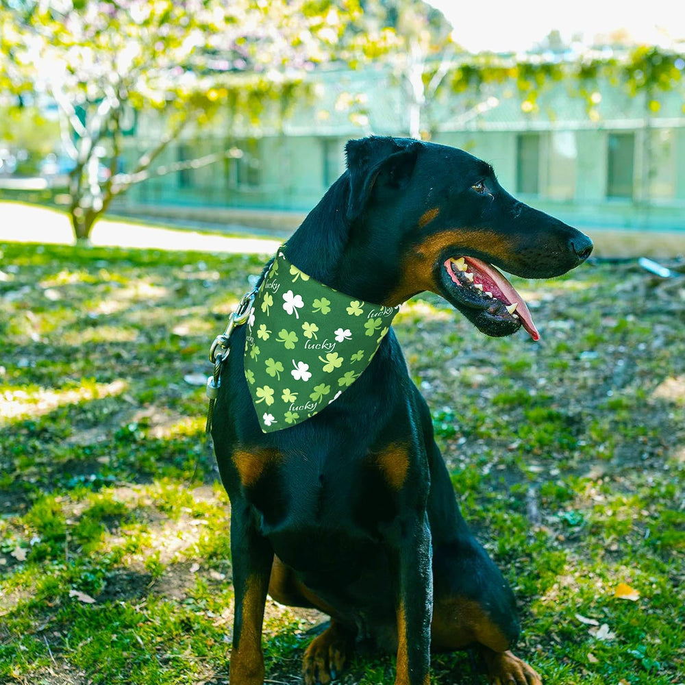 Essai sur chien petit ou moyen montrant la tenue Saint Patrick